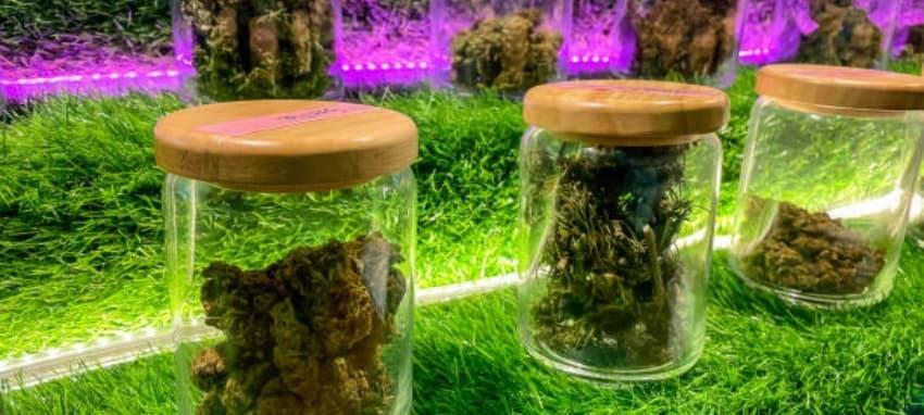 Vape Shop Reveals Expert Guide to Electronic Cigarette Vape Choices and Flavor Trends